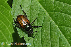 Gartenlaubkäfer (Phyllopertha horticola) (F182843) Gartenlaubkäfer (Phyllopertha horticola) (F182843)