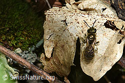 Foto: Dunkelgrüne Schmalbiene (Lasioglossum morio)