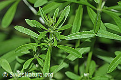 Foto: Kletten-Labkraut (Galium aparine)