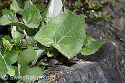 Huflattich (Tussilago farfara) (F183292) Huflattich (Tussilago farfara) (F183292)
