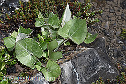 Huflattich (Tussilago farfara) (F183293) Huflattich (Tussilago farfara) (F183293)