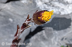 Huflattich (Tussilago farfara) (F183295) Huflattich (Tussilago farfara) (F183295)