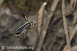 Cantharis pagana (Weichkäfer) (F183308) Cantharis pagana (Weichkäfer) (F183308)
