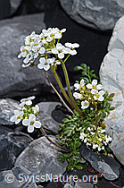 Alpen-Gämskresse (Pritzelago alpina) (F183316) Alpen-Gämskresse (Pritzelago alpina) (F183316)