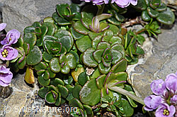 Kriechendes Täschelkraut (Thlaspi rotundifolium) (F183377) Kriechendes Täschelkraut (Thlaspi rotundifolium) (F183377)