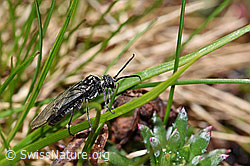 Schwarze Getreideblattwespe (Dolerus nitens) (F183386) Schwarze Getreideblattwespe (Dolerus nitens) (F183386)