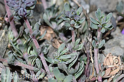Alpen-Leinkraut (Linaria alpina) (F183441) Alpen-Leinkraut (Linaria alpina) (F183441)