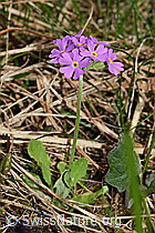 Mehl-Primel (Primula farinosa) (F183482) Mehl-Primel (Primula farinosa) (F183482)