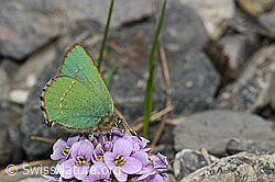 Brombeer-Zipfelfalter (Callophrys rubi) auf Kriechendem Täschelkraut (Thlaspi rotundifolium) (F183516) Brombeer-Zipfelfalter (Callophrys rubi) auf Kriechendem Täschelkraut (Thlaspi rotundifolium) (F183516)