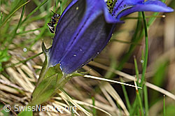 F183583: Kochscher Enzian (Gentiana acualis)