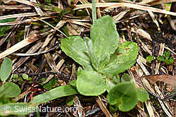 F183594: Mehl-Primel (Primula farinosa)