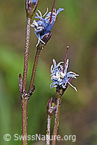 Grosses Alpenglöckchen (Soldanella alpina) (F183603) Grosses Alpenglöckchen (Soldanella alpina) (F183603)