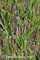 Grosses Alpenglöckchen (Soldanella alpina) (F183608) Grosses Alpenglöckchen (Soldanella alpina) (F183608)