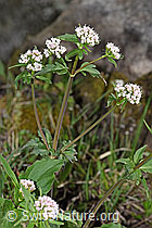 Dreiblatt-Baldrian (Valerina tripteris) (F183652) Dreiblatt-Baldrian (Valerina tripteris) (F183652)