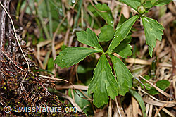 F183679: Eisenhutblättriger Hahnenfuss (Ranunculus aconitifolius)