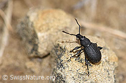 Otiorhynchus foraminosus (Rüsselkäfer) (F183714) Otiorhynchus foraminosus (Rüsselkäfer) (F183714)