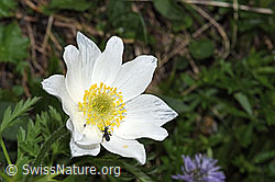 Weisse Alpen-Anemone (Pulsatilla alpina) (F183776)