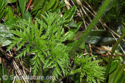 Weisse Alpen-Anemone (Pulsatilla alpina) (F183781)