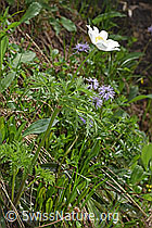 Weisse Alpen-Anemone (Pulsatilla alpina) (F183782)