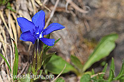 Frühlings-Enzian (Gentiana verna) (F183796)