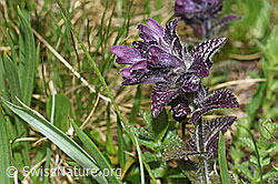 Alpenhelm (Bartsia alpina) (F183801) Alpenhelm (Bartsia alpina) (F183801)