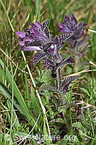 Alpenhelm (Bartsia alpina) (F183804) Alpenhelm (Bartsia alpina) (F183804)