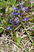 Voralpen-Kreuzblume (Polygala alpestris) (F183828) Voralpen-Kreuzblume (Polygala alpestris) (F183828)