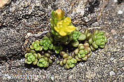 Alpen-Mauerpfeffer (Sedum alpestre) (F183838) Alpen-Mauerpfeffer (Sedum alpestre) (F183838)