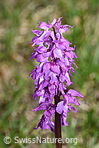 Foto: Männliches Knabenkraut (Orchis mascula)