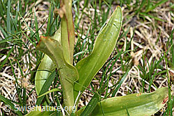 Foto: Männliches Knabenkraut (Orchis mascula)