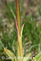 Foto: Männliches Knabenkraut (Orchis mascula)