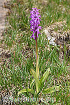 Foto: Männliches Knabenkraut (Orchis mascula)