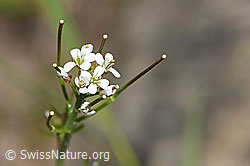 Wald-Schaumkraut (Cardamine flexuosa) (19.06.2021, F183868)