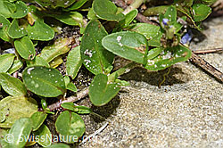 Foto: Quendel-Ehrenpreis (Veronica serpyllifolia)