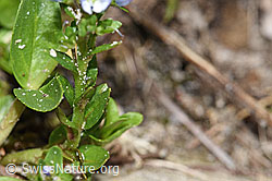 Foto: Quendel-Ehrenpreis (Veronica serpyllifolia)