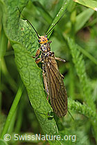 Neu in SwissNature.org: Grosse Perlensteinfliege (Perla grandis)
