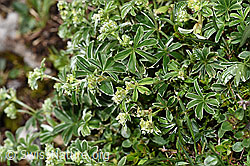 F184013: Glänzender Silbermantel (Alchemilla nitida)