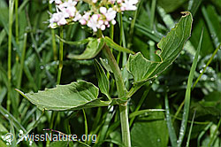 Dreiblatt-Baldrian (Valerina tripteris) (F184020) Dreiblatt-Baldrian (Valerina tripteris) (F184020)