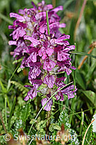 F184023: Quirlblättriges Läusekraut (Pedicularis verticillata)