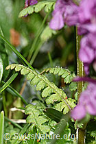F184026: Quirlblättriges Läusekraut (Pedicularis verticillata)