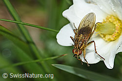 Foto: Gelbe Dungfliege (Scathophaga stercoraria) auf Blume