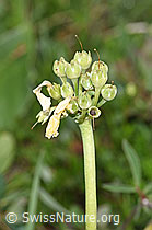 F184052: Flühblümchen (Primula auricula)