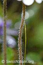 F184074: Bewimperter Mannsschild (Androsace chamaejasme)