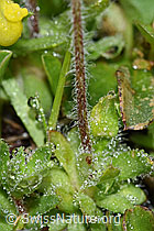 F184075: Bewimperter Mannsschild (Androsace chamaejasme)