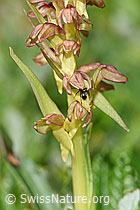 F184115: Grüne Hohlzunge (Coeloglossum viride)