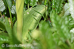 F184118: Grüne Hohlzunge (Coeloglossum viride)