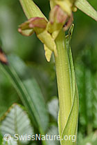 F184119: Grüne Hohlzunge (Coeloglossum viride)