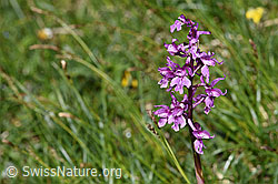 Männliches Knabenkraut (Orchis mascula) (F184146) Männliches Knabenkraut (Orchis mascula) (F184146)