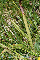 Männliches Knabenkraut (Orchis mascula) (F184149) Männliches Knabenkraut (Orchis mascula) (F184149)