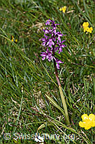 Männliches Knabenkraut (Orchis mascula) (F184151) Männliches Knabenkraut (Orchis mascula) (F184151)